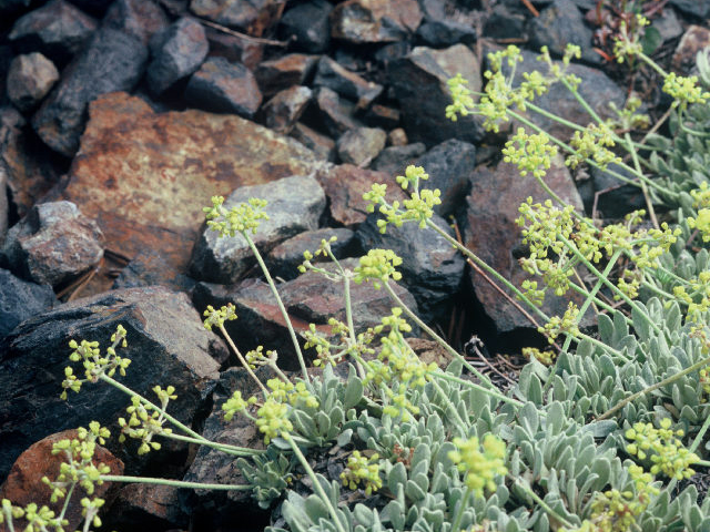 Eriogonum incanum (Frosted buckwheat) #20026