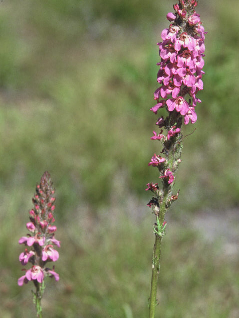 Pedicularis attollens (Little elephantshead) #20030