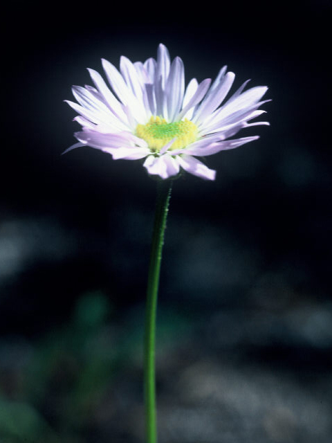 Erigeron peregrinus (Subalpine fleabane) #20035