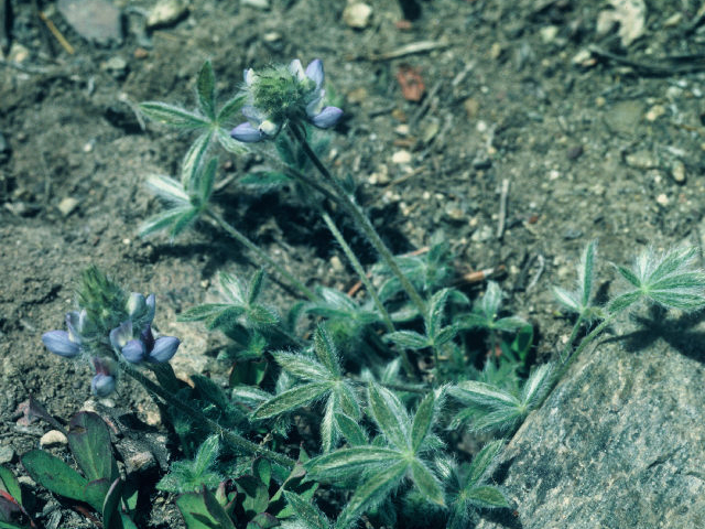 Lupinus lyallii (Dwarf mountain lupine) #20038