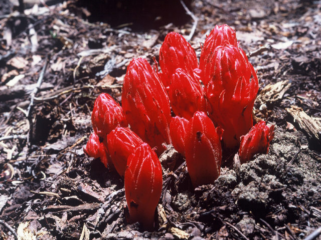 Sarcodes sanguinea (Snowplant) #20044