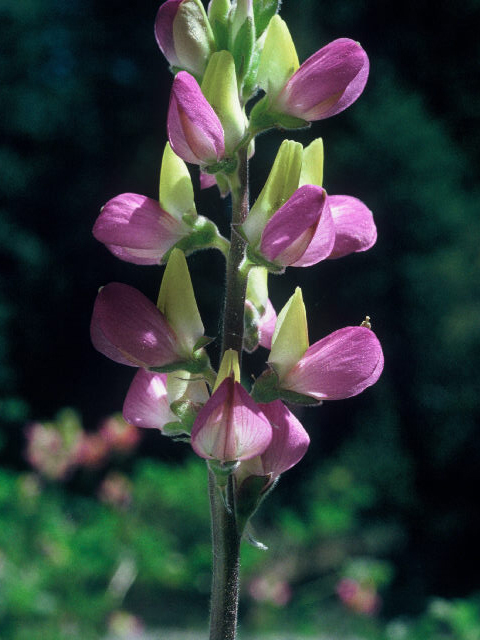 Lupinus stiversii (Harlequin annual lupine) #20053