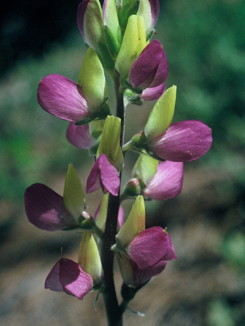 Lupinus stiversii (Harlequin annual lupine) #20054