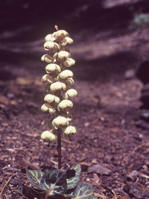 Pyrola picta (White-veined wintergreen) #20057