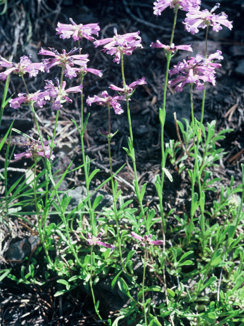 Penstemon rydbergii var. oreocharis (Herbaceous penstemon) #20059