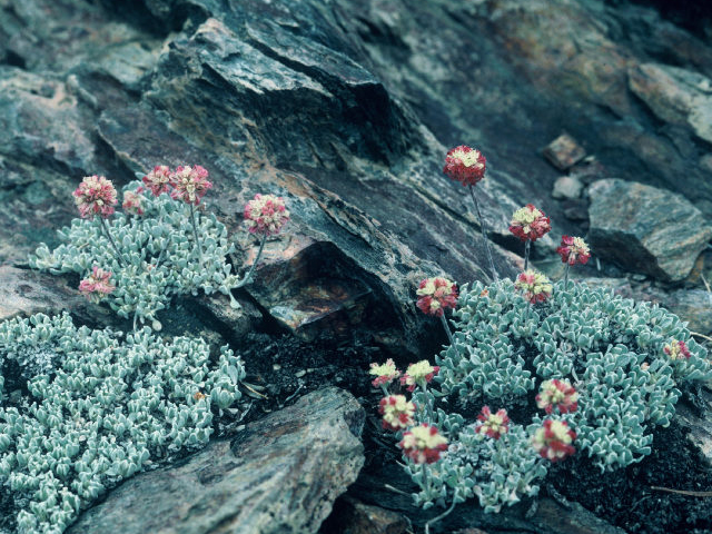 Eriogonum ovalifolium var. nivale (Cushion buckwheat) #20061