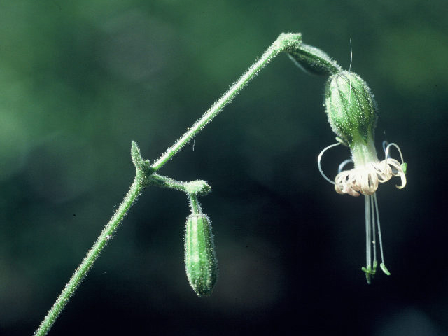 Silene lemmonii (Lemmon campion) #20062