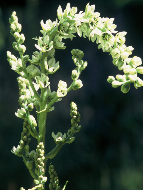 Veratrum californicum (California false hellebore) #20063