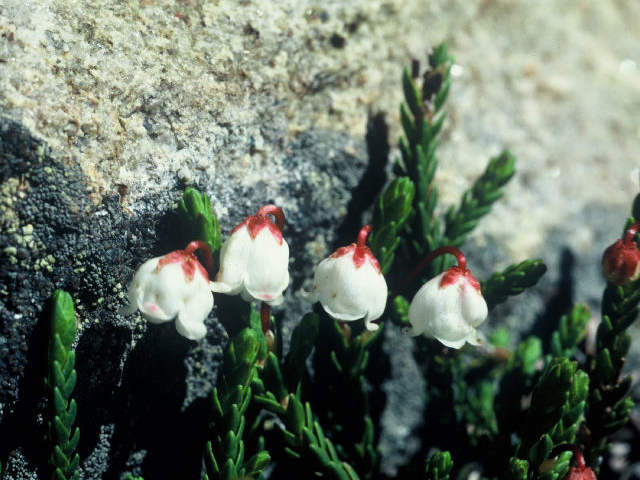 Cassiope mertensiana (Western moss heather) #20069