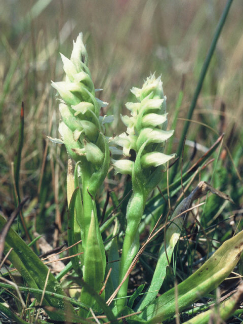 Spiranthes romanzoffiana (Hooded ladies'-tresses) #20070