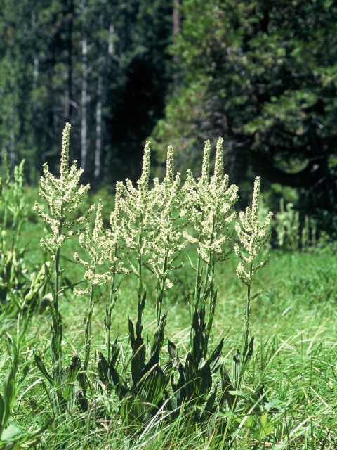 Veratrum californicum (California false hellebore) #20073