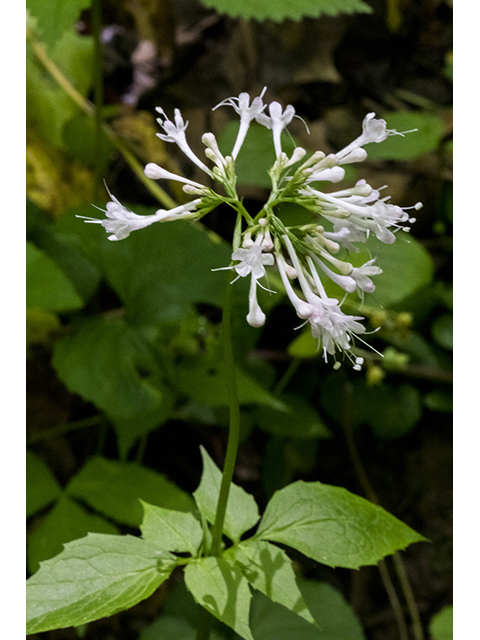 Valeriana pauciflora (Largeflower valerian) #66937