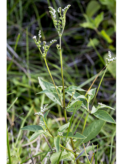 Mitreola petiolata (Lax hornpod) #66939