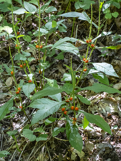 Triosteum aurantiacum (Orange-fruit horse-gentian) #66940