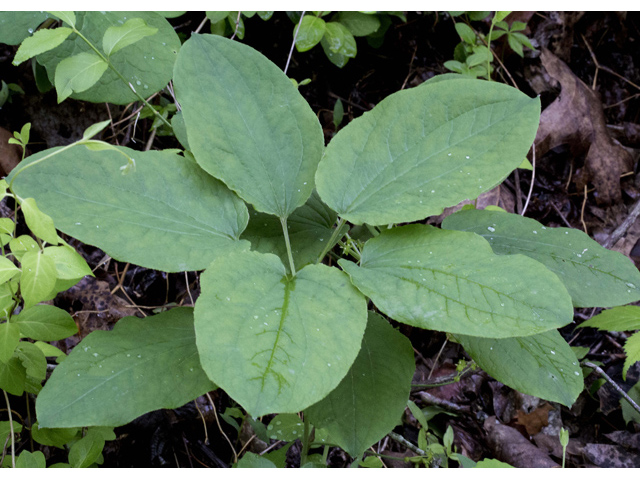 Smilax hugeri (Huger's carrionflower) #87343