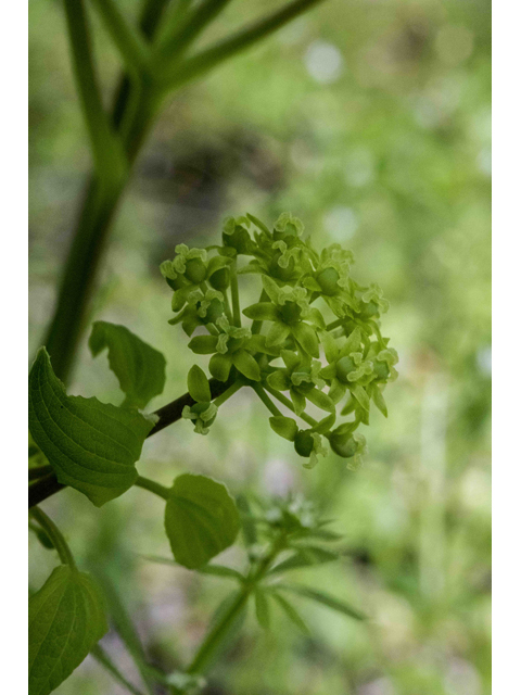 Smilax hugeri (Huger's carrionflower) #87344