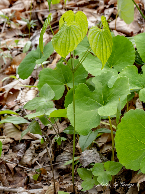 Dioscorea quaternata (Fourleaf yam) #87355