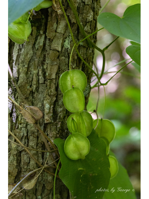 Dioscorea quaternata (Fourleaf yam) #87356