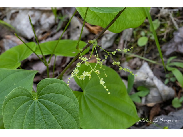 Dioscorea quaternata (Fourleaf yam) #87357