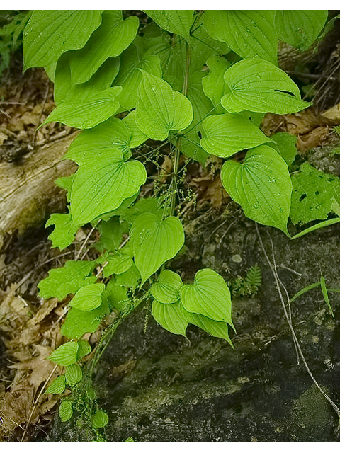 Dioscorea quaternata (Fourleaf yam) #87358