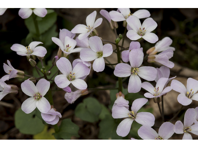 Cardamine douglassii (Limestone bittercress) #87367