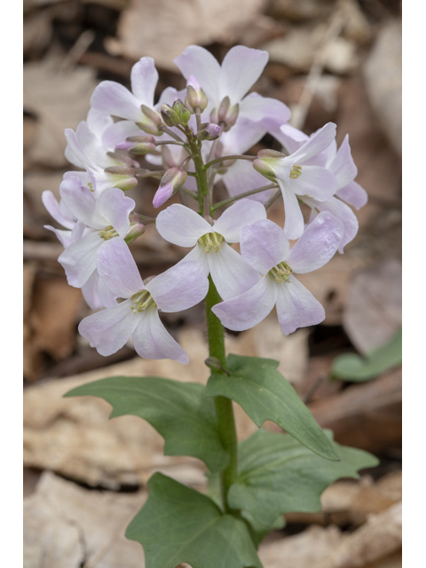 Cardamine douglassii (Limestone bittercress) #87369