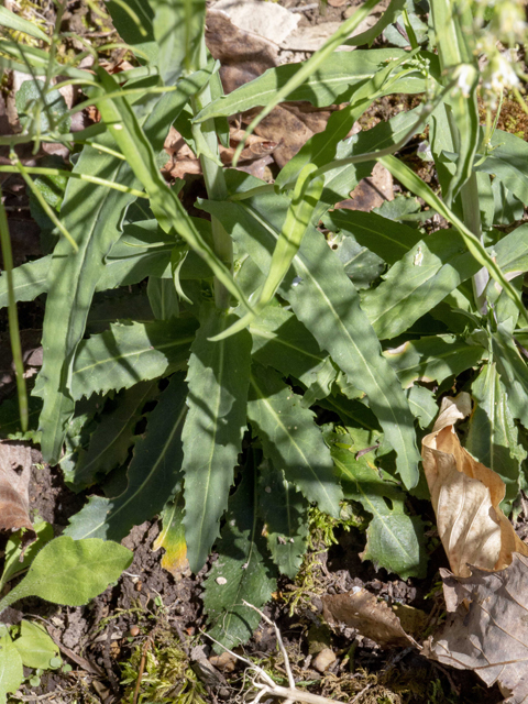 Arabis laevigata var. laevigata (Smooth rockcress) #87381