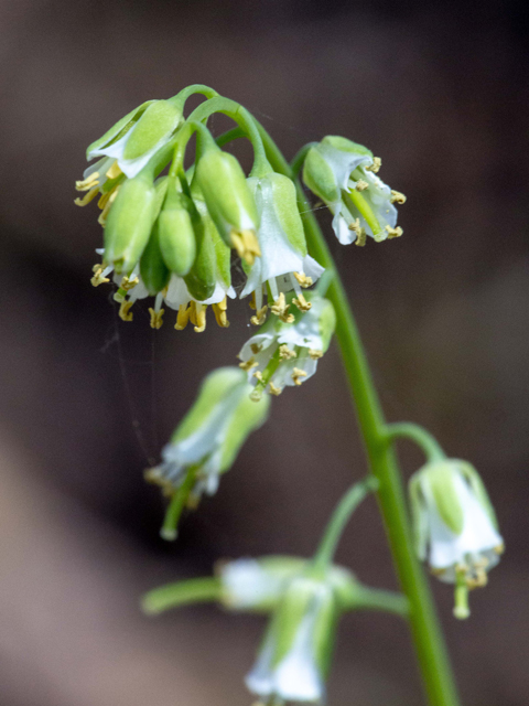 Arabis laevigata var. laevigata (Smooth rockcress) #87382