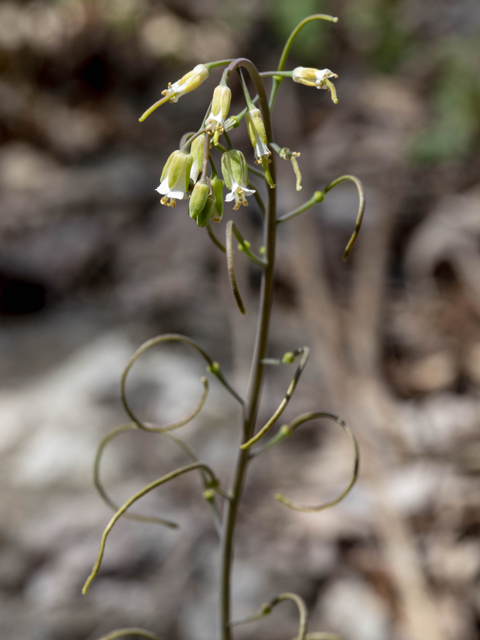 Arabis laevigata var. laevigata (Smooth rockcress) #87383