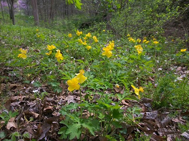 Stylophorum diphyllum (Celandine poppy) #27558