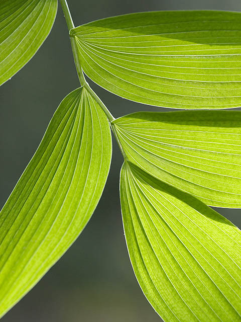 Polygonatum biflorum var. commutatum (Great solomon's seal) #27562