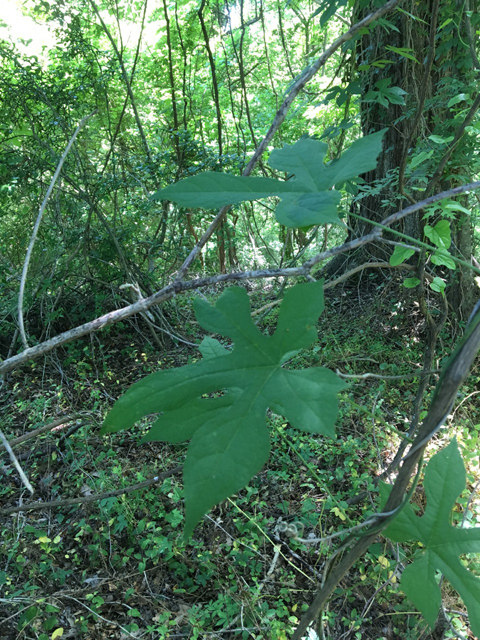 Calycocarpum lyonii (Cupseed) #47072