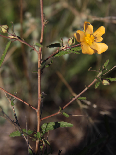 Sida lindheimeri (Lindheimer's sida) #28627