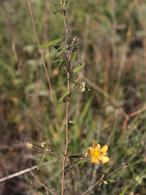 Sida lindheimeri (Lindheimer's sida) #28629