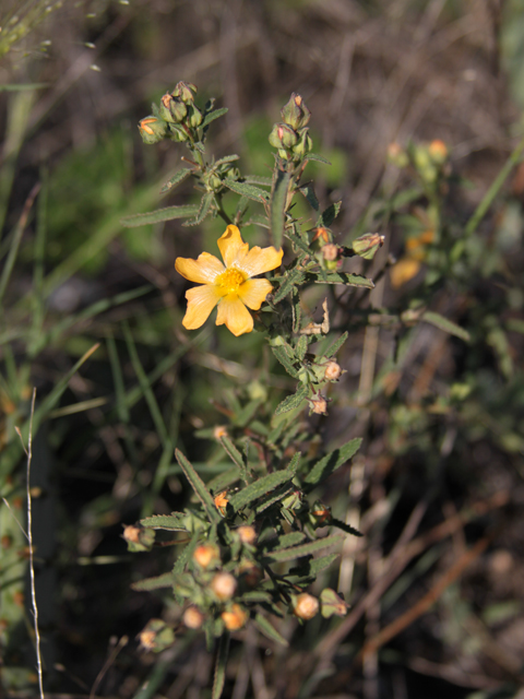 Sida lindheimeri (Lindheimer's sida) #28630