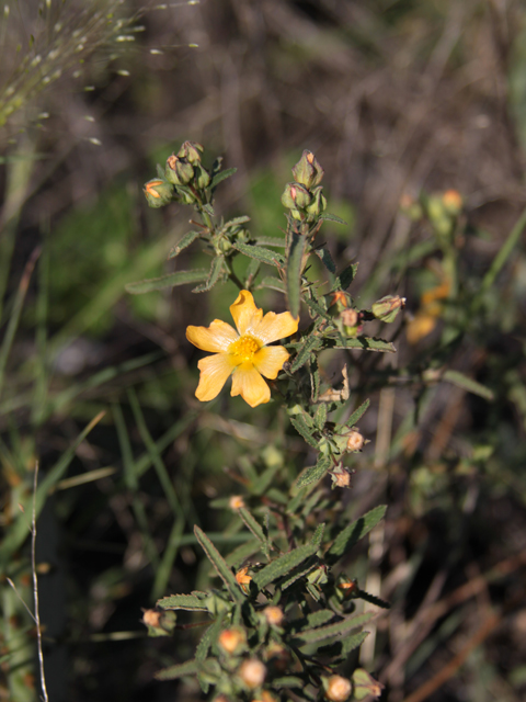 Sida lindheimeri (Lindheimer's sida) #28631