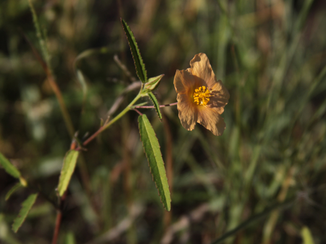 Sida lindheimeri (Lindheimer's sida) #28632