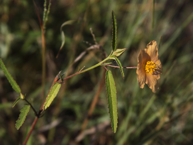 Sida lindheimeri (Lindheimer's sida) #28633