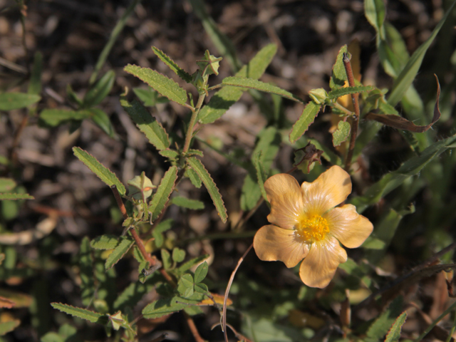 Sida lindheimeri (Lindheimer's sida) #28634