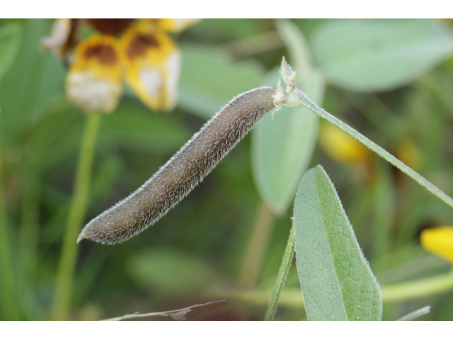 Strophostyles leiosperma (Slickseed fuzzybean) #32094