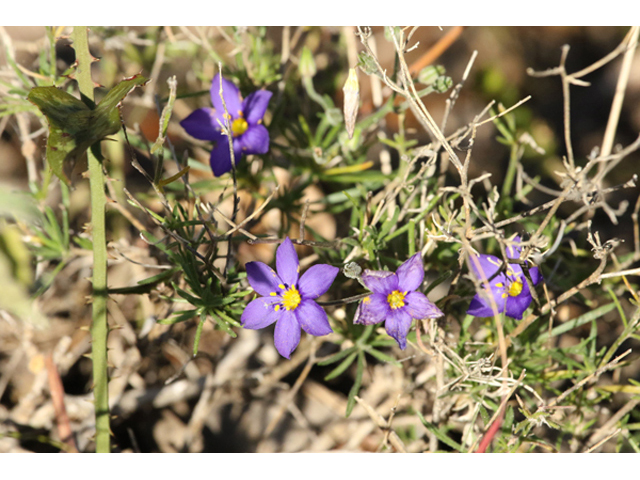 Giliastrum rigidulum (Bluebowls) #44001