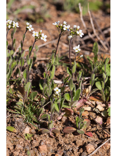 Draba cuneifolia var. cuneifolia (Wedgeleaf draba) #44006