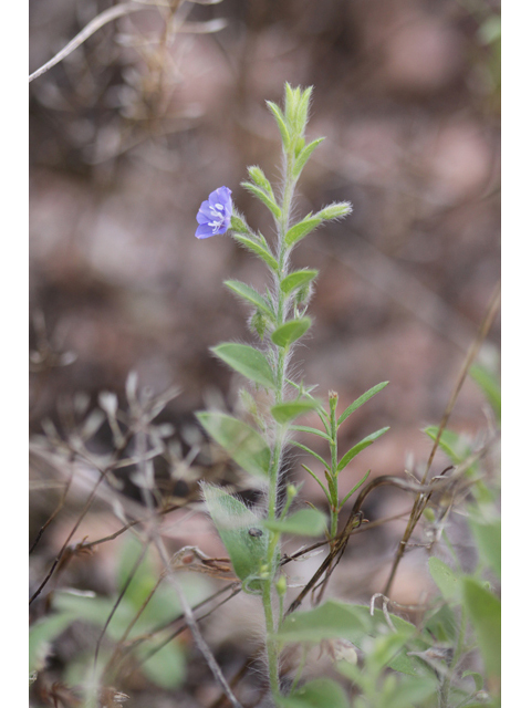 Evolvulus alsinoides (Slender dwarf morning-glory) #44012