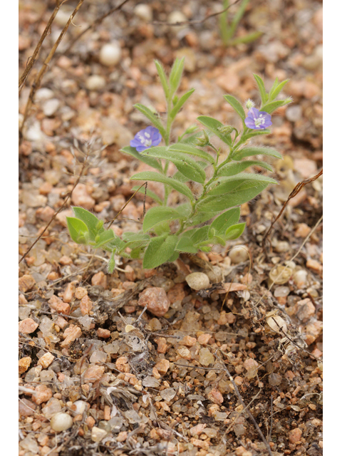 Evolvulus alsinoides (Slender dwarf morning-glory) #44013