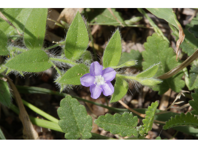 Evolvulus alsinoides (Slender dwarf morning-glory) #44014