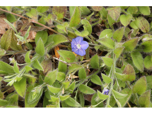 Evolvulus alsinoides (Slender dwarf morning-glory) #44015