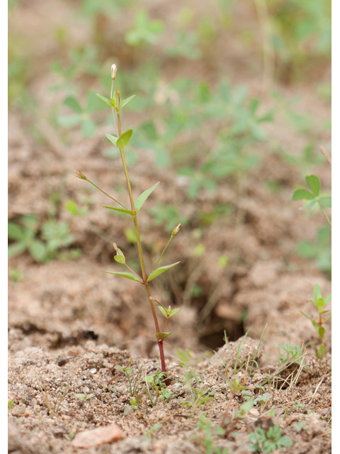 Lindernia dubia var. anagallidea (Yellowseed false pimpernel) #44018