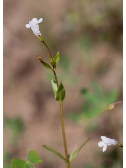 Lindernia dubia var. anagallidea (Yellowseed false pimpernel) #44020