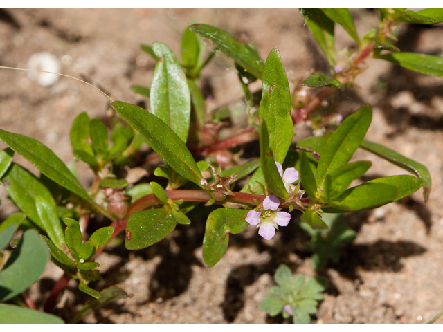 Rotala ramosior (Lowland rotala) #44022