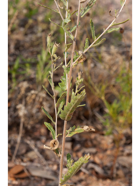 Mentzelia albescens (Wavyleaf blazingstar) #44024